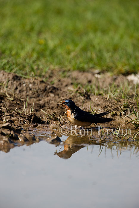 Barn Swallow
