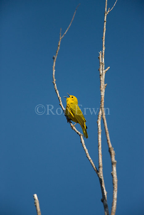Yellow Warbler