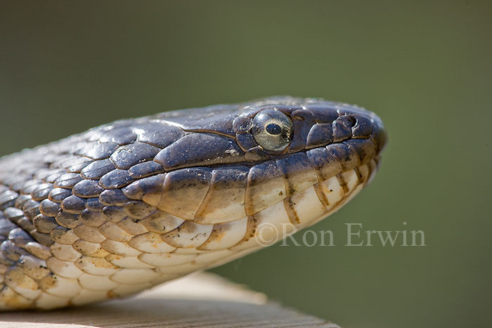 Northern Water Snake