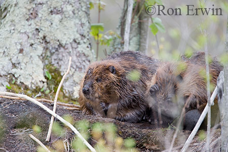 Grooming beavers