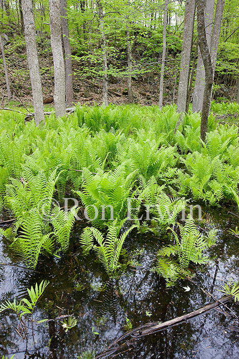 Ostrich ferns
