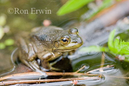 Mink Frog