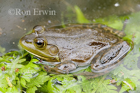 Mink Frog