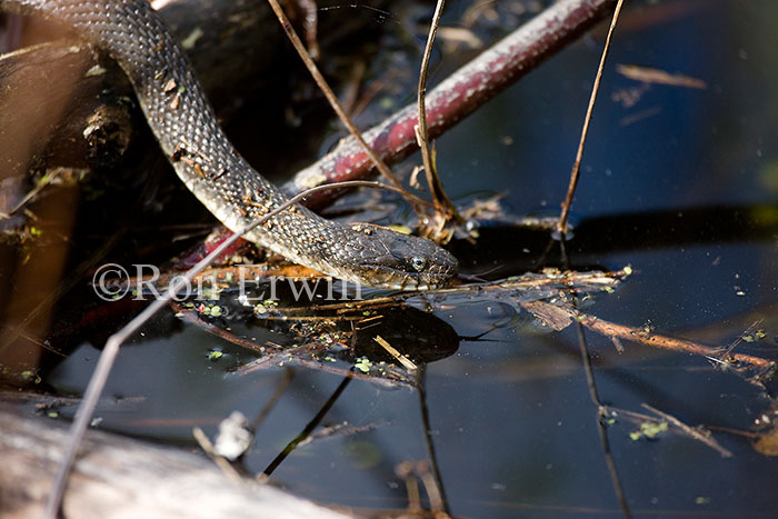 Northern Water Snake