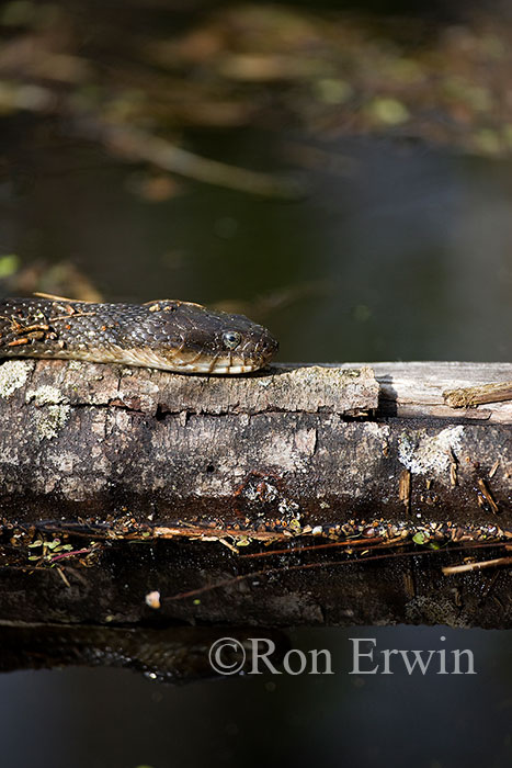 Northern Water Snake