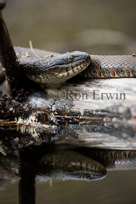 Northern Water Snakes