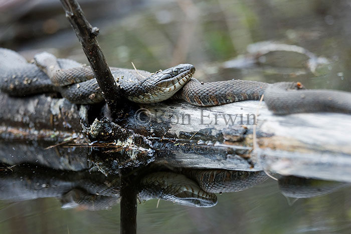 Northern Water Snakes