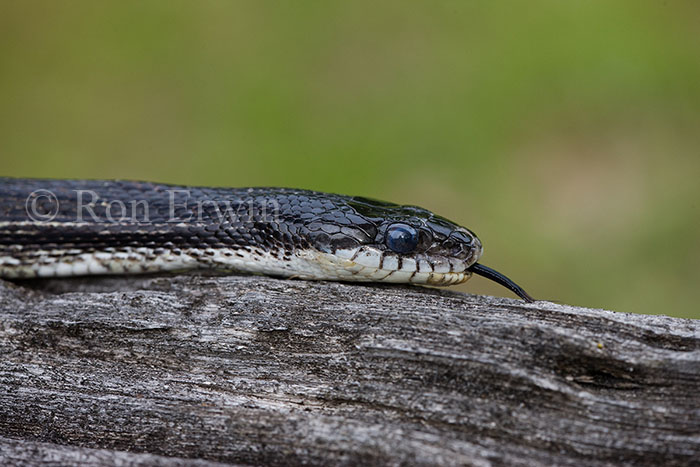 Gray Ratsnake