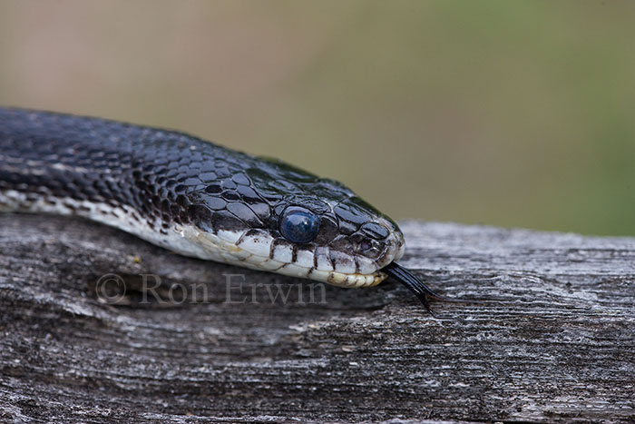 Gray Ratsnake