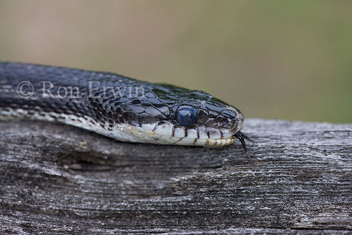 Gray Ratsnake
