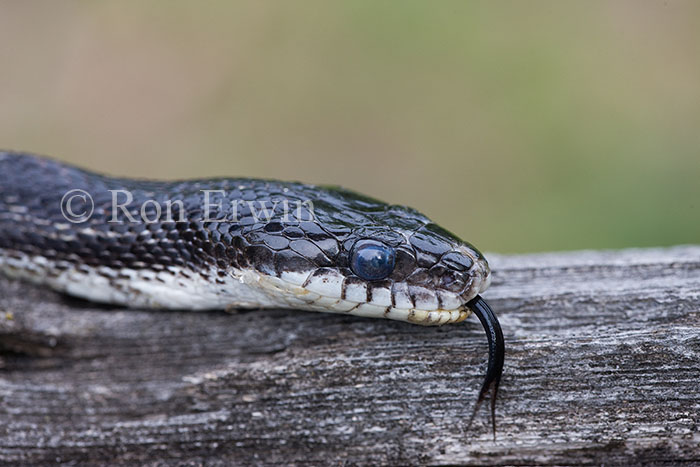 Gray Ratsnake