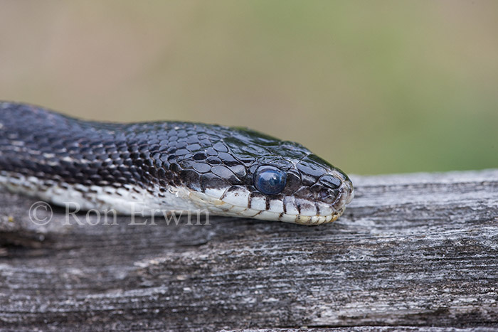 Gray Ratsnake