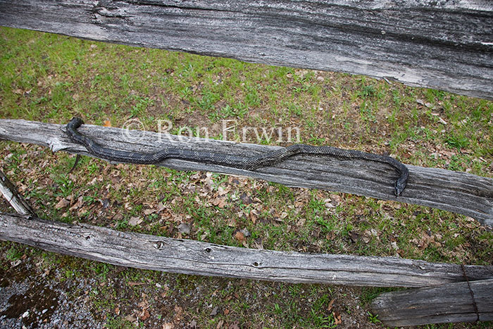 Gray Ratsnake