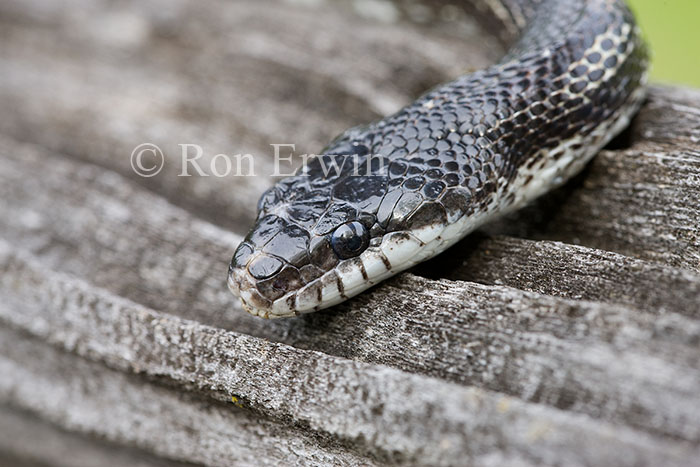 Gray Ratsnake