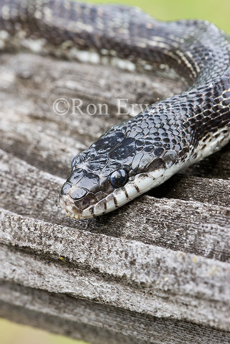Gray Ratsnake
