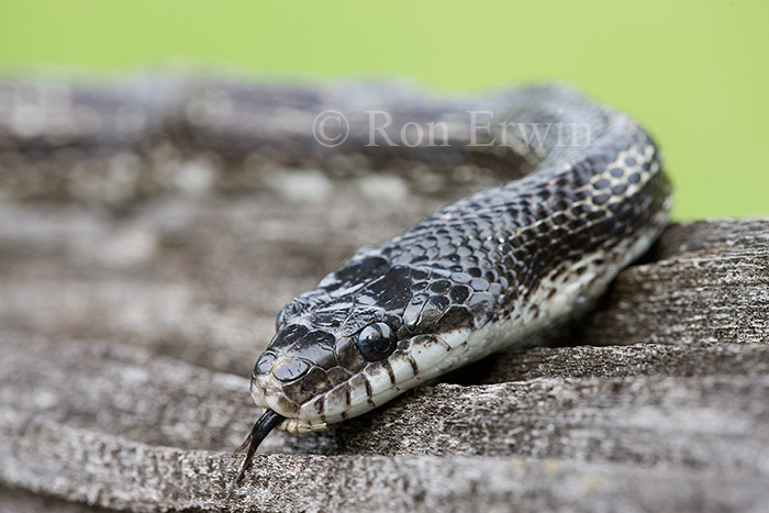 Gray Ratsnake