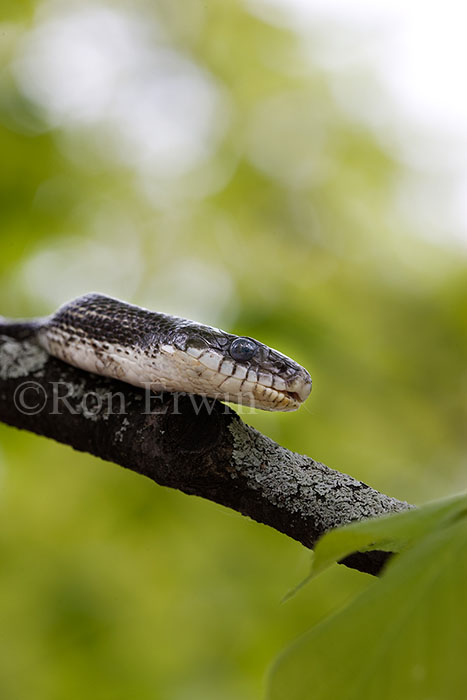 Gray Ratsnake