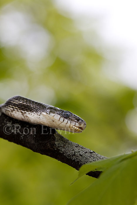 Gray Ratsnake