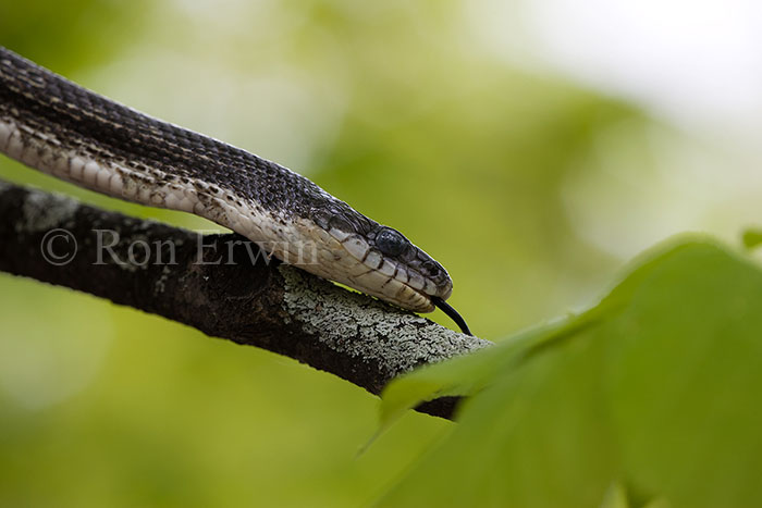 Gray Ratsnake