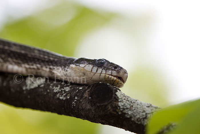 Gray Ratsnake
