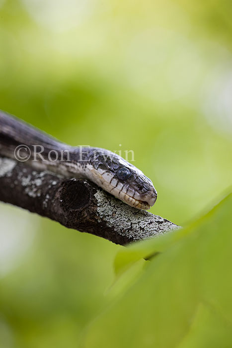 Gray Ratsnake