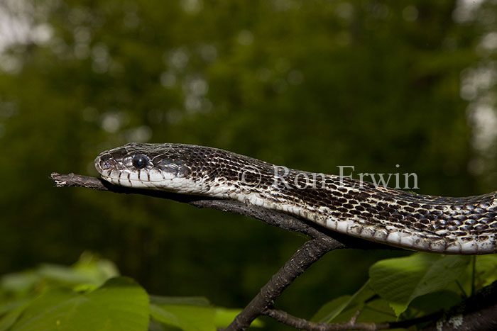 Gray Ratsnake