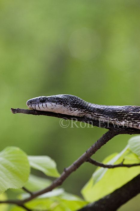 Gray Ratsnake