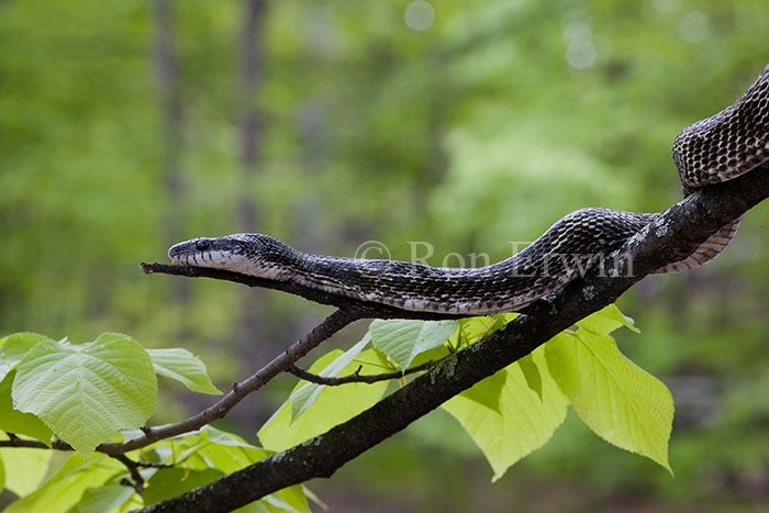 Gray Ratsnake