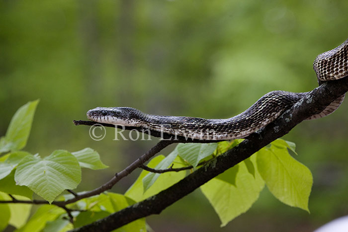 Gray Ratsnake