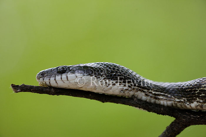Gray Ratsnake