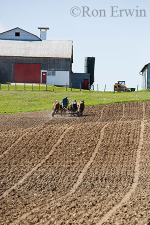 Horse Team Working Field
