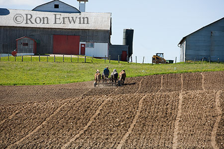Horse Team Working Field