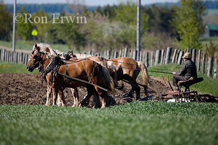 Working the Soil by Horse Team