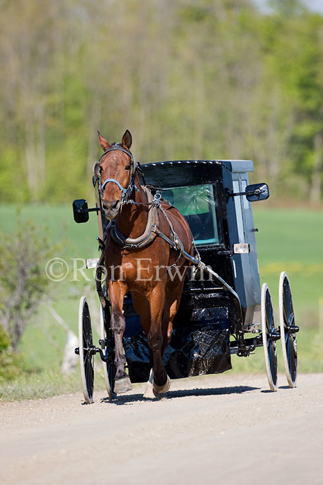 Horse-drawn Carriage