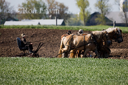 Working the Soil by Horse Team