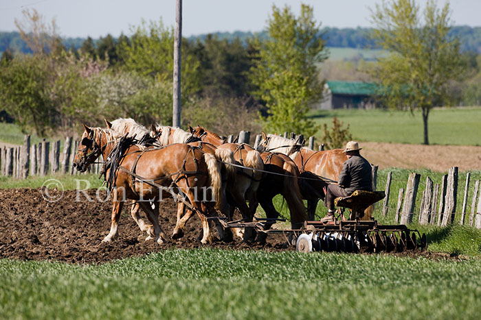 Working the Soil by Horse Team