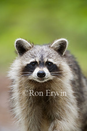 Raccoon