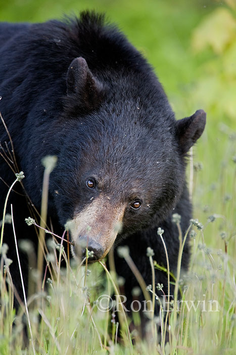 Black Bear