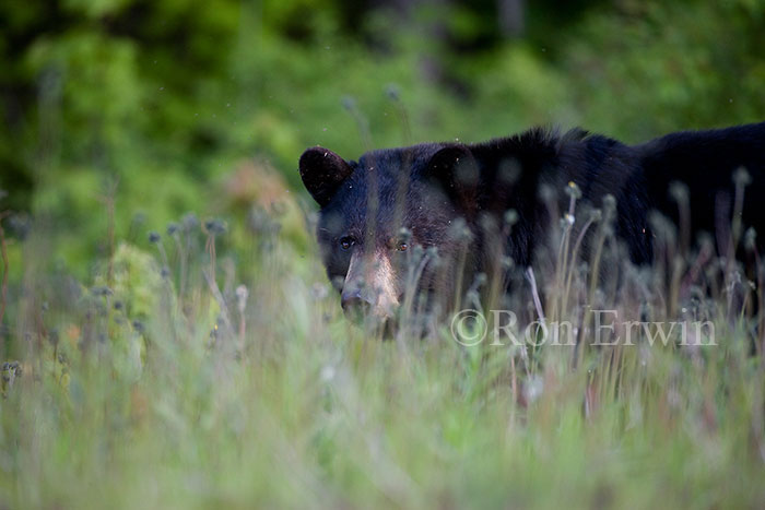 Black Bear