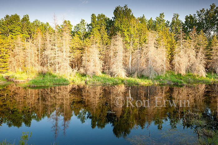 Beaver Pond
