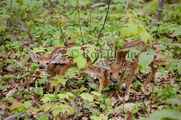 White-tail Deer Fawns