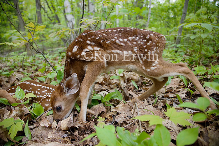 White-tail Deer Fawns