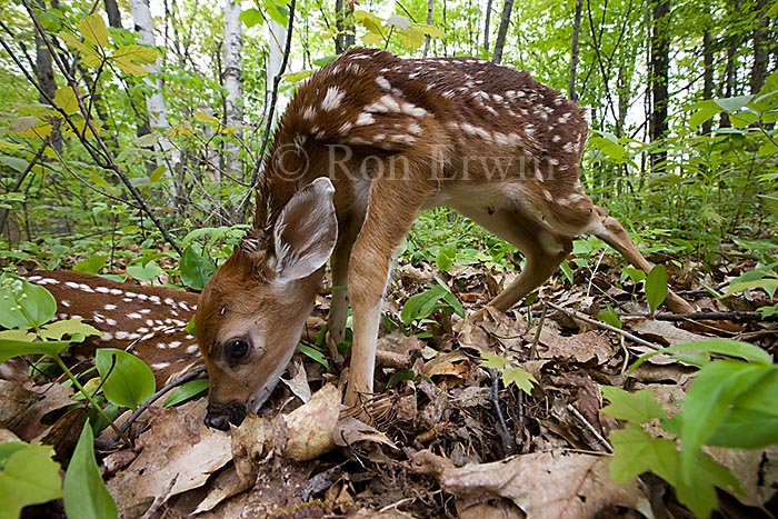 White-tail Deer Fawns