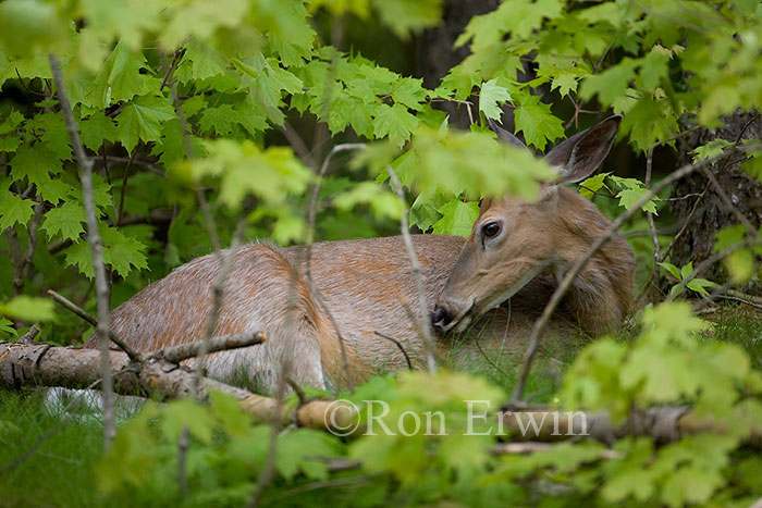 White-tail Deer Doe