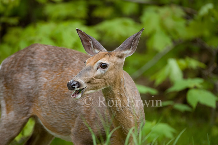 White-tail Deer Doe