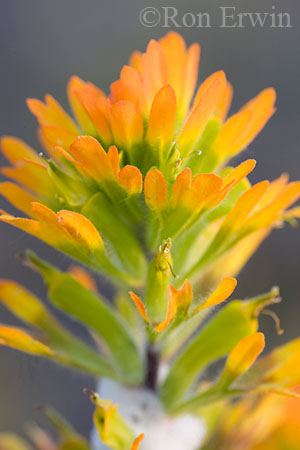 Indian Paintbrush