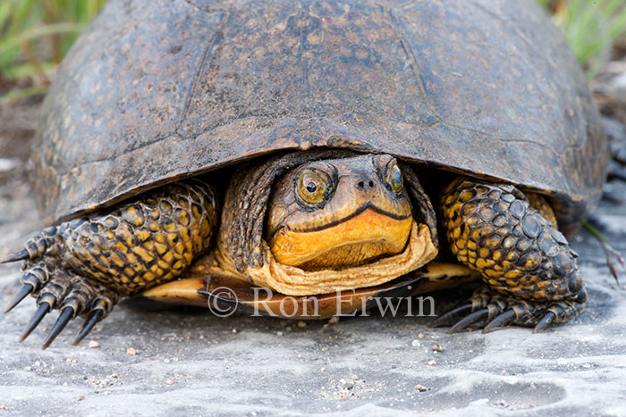 Blanding's Turtle