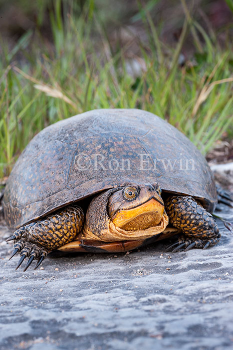 Blanding's Turtle