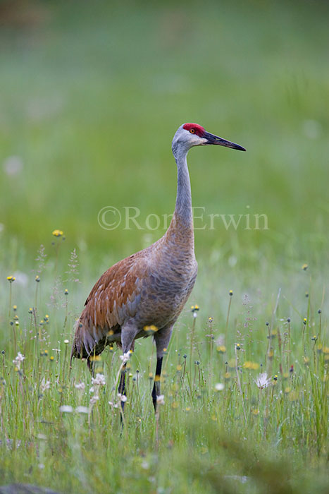 Sandhill Crane