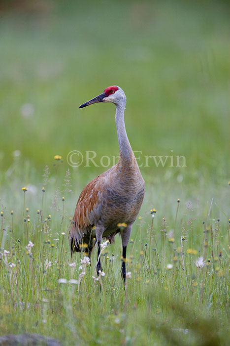 Sandhill Crane